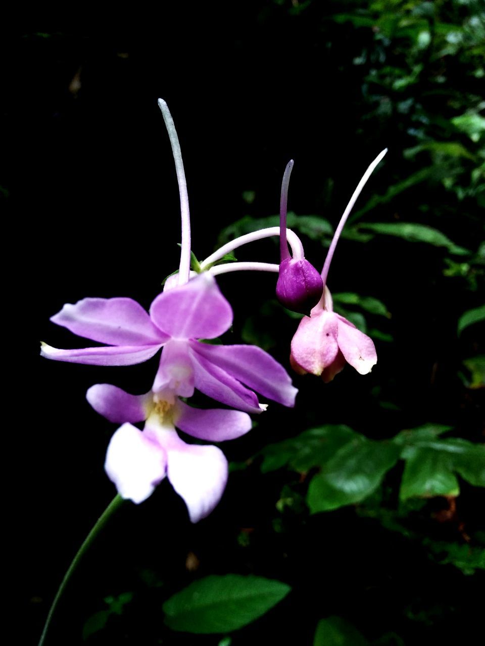 CLOSE-UP OF PINK FLOWERING PLANTS