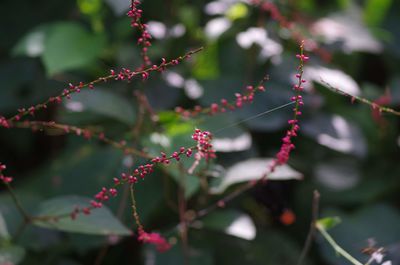 Close-up of berries growing on plant