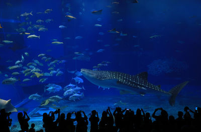 People swimming in aquarium