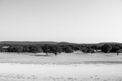 Trees on field against clear sky during winter