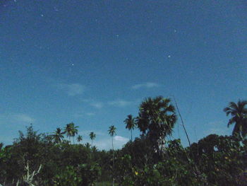 Low angle view of trees against blue sky