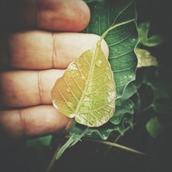 Close-up of hand holding leaf