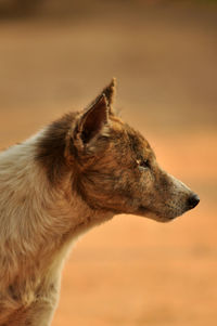 Close-up of a dog looking away