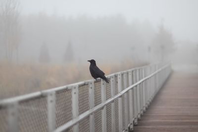 Bird in the fog