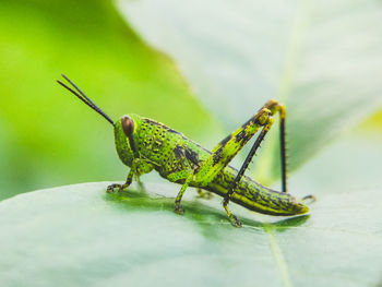 Close-up of grasshopper