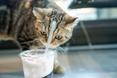Close-up of cat drinking glass on table