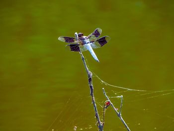 Close-up of spider on web