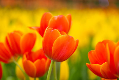 Close-up of red tulips on field