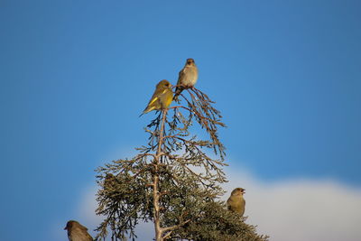 bird