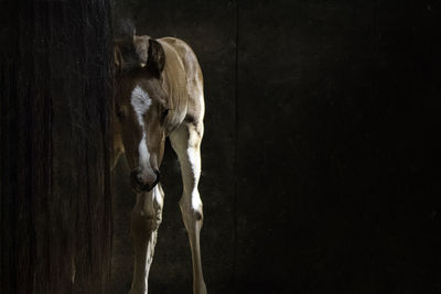 Close-up of horse in stable