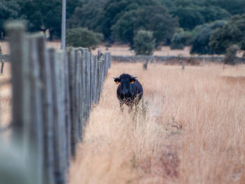 Horse in a field