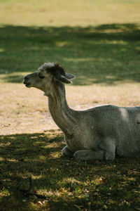 Portrait of a horse on field