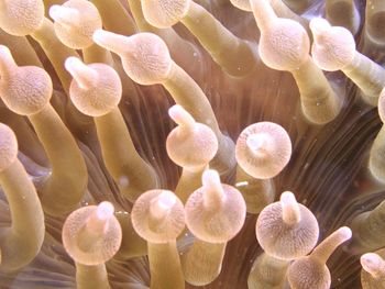 Full frame shot of coral reef undersea