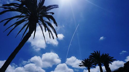 Low angle view of palm trees against blue sky