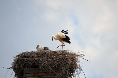 Low angle view of birds in nest against sky