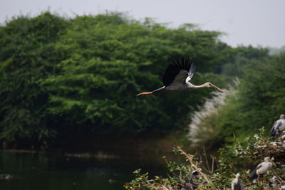 Bird flying over lake