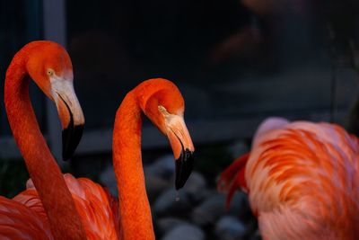 Close-up of bird