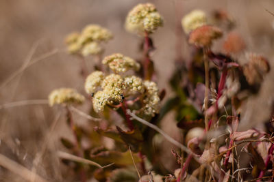 Close-up of flowering plant