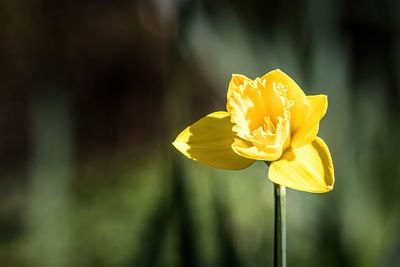 Close-up of yellow daffodil flower