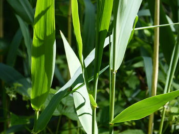 Close-up of fresh green plant