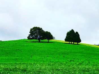 Trees on field against sky