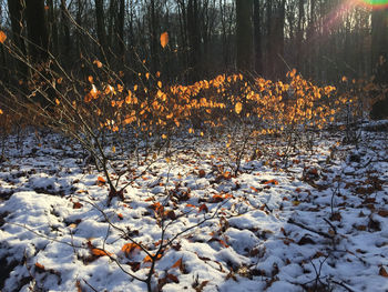 Plants growing on snow covered land during winter