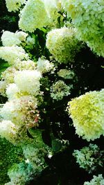 Close-up of flowers against blurred background