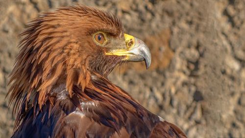 Close-up of golden eagle against rock