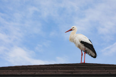 Low angle view of bird perching on roof against sky