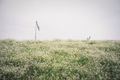 Scenic view of field against clear sky