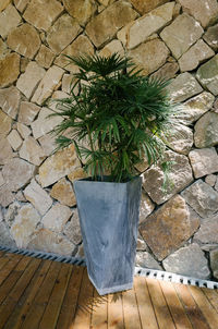 High angle view of potted plant on stone wall
