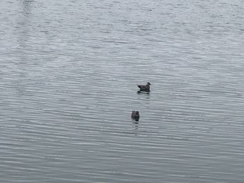 High angle view of ducks swimming in lake