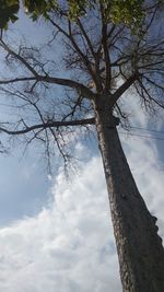 Low angle view of bare tree against sky