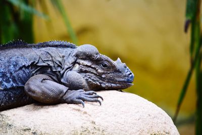 Close-up of turtle on rock