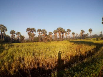 Scenic view of field against clear sky