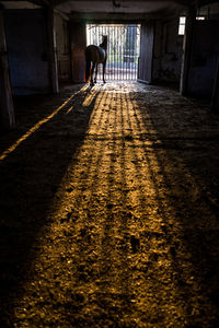 Rear view of silhouette man walking in corridor