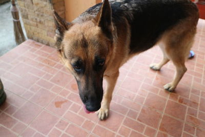 High angle portrait of dog on floor