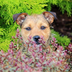 Portrait of a dog