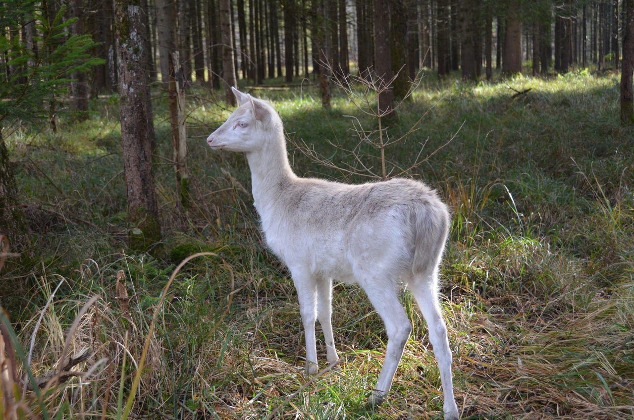 SIDE VIEW OF A HORSE ON FIELD