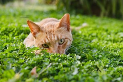 Close-up portrait of ginger cat amidst plants
