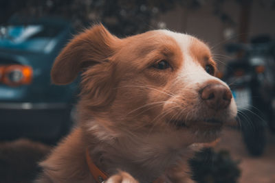 Close-up portrait of dog