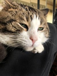 Close-up portrait of a cat