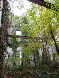 Trees in forest