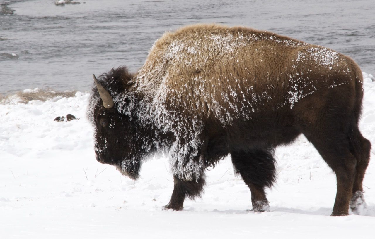 animal themes, nature, mammal, american bison, one animal, animal wildlife, no people, field, water, day, outdoors, animals in the wild, cold temperature