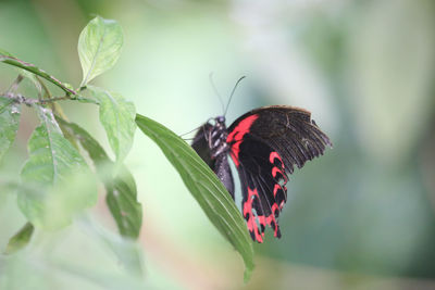 Close-up of butterfly on leaf