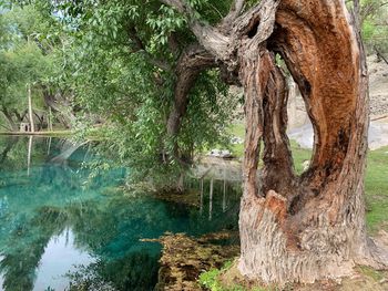 Trees by lake in forest