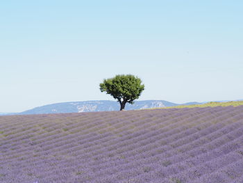 Plant growing on field against clear sky