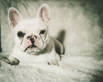 Portrait of dog relaxing