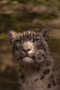 Close-up portrait of a snow leopard 