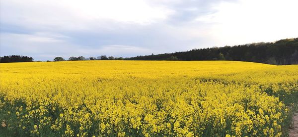 Scenic view of oilseed rape field against sky